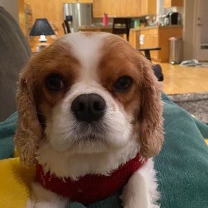 Meet your Posher, Chance